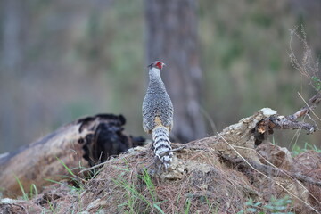 Cheer pheasant (Catreus wallichii), also known as Wallich's pheasant or chir pheasant, is a vulnerable species of the pheasant family, Phasianidae. 