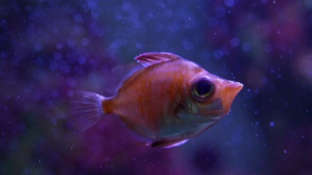 Close up of an orange big eyed boar fish floating slowly underwater beside a reef