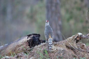 Cheer pheasant (Catreus wallichii), also known as Wallich's pheasant or chir pheasant, is a vulnerable species of the pheasant family, Phasianidae. 