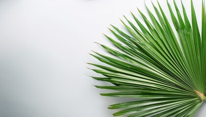 Fototapeta premium Fresh Green Palm Leaves On A White Background