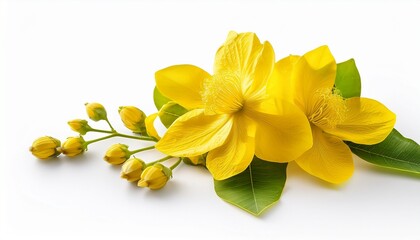 Fototapeta premium Yellow Golden Shower Flower Cassia Fistula Flower Isolated On White Background