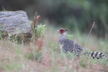 Cheer pheasant (Catreus wallichii), also known as Wallich's pheasant or chir pheasant, is a vulnerable species of the pheasant family, Phasianidae. 