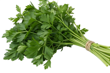 photo bunch of parsley On Transparent Background