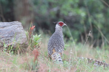 Cheer pheasant (Catreus wallichii), also known as Wallich's pheasant or chir pheasant, is a vulnerable species of the pheasant family, Phasianidae. 