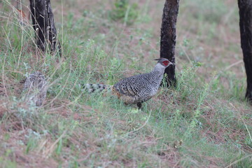 Cheer pheasant (Catreus wallichii), also known as Wallich's pheasant or chir pheasant, is a vulnerable species of the pheasant family, Phasianidae. 