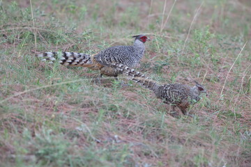 Cheer pheasant (Catreus wallichii), also known as Wallich's pheasant or chir pheasant, is a vulnerable species of the pheasant family, Phasianidae. 