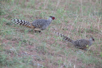 Cheer pheasant (Catreus wallichii), also known as Wallich's pheasant or chir pheasant, is a vulnerable species of the pheasant family, Phasianidae. 