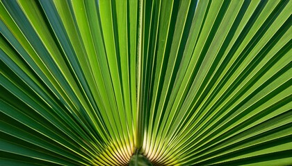 Fototapeta premium A Close Up Of A Green Palm Tree Leaf Perfect For A Nature Themed Illustration