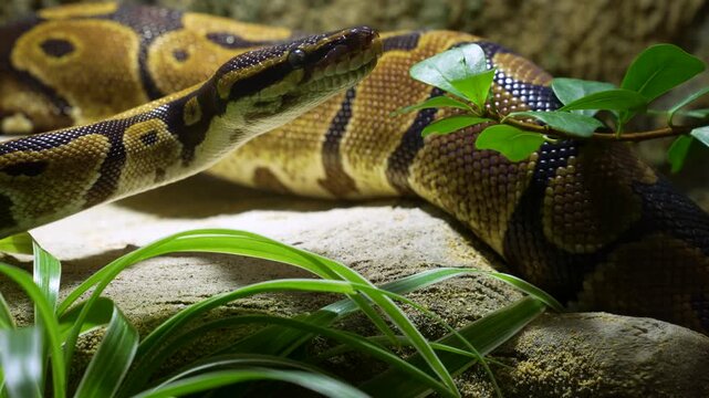 Close up of a python snake slowly crawling around a tree on a cloudy spring day