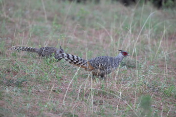 Cheer pheasant (Catreus wallichii), also known as Wallich's pheasant or chir pheasant, is a vulnerable species of the pheasant family, Phasianidae. 