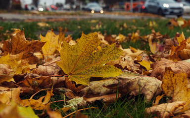 Close-up of a yellow maple leaf lying on a green lawn covered with fallen autumn leaves. The blurred background shows a city street with cars and headlights on a dull, overcast day in Narva, Estonia.