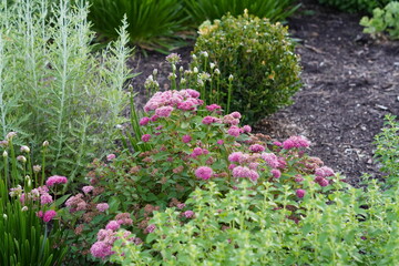 pink flowers in the garden