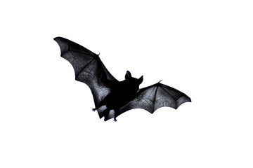 Fototapeta premium A bat in flight, its wings spread wide against a white background, creating a stark silhouette.
