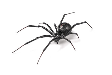 Fototapeta premium Close-up studio shot of a black spider with long, slender legs on a clean white background, viewed from an elevated angle.