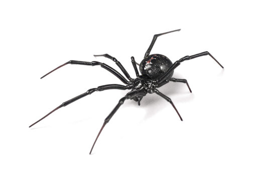 Close-up studio shot of a black spider with long, slender legs on a clean white background, viewed from an elevated angle.