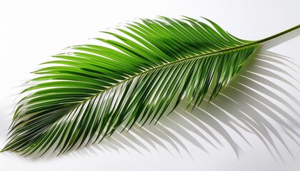 Obraz premium Vibrant Green Palm Frond Leaf Isolated On Transparent Background