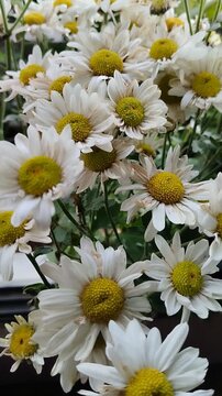 Un primer plano de una planta citronela de manzanilla   con flores blancas en un jard&iacute;n. Video vertical