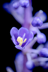 Flower of big blue lilyturf (Liriope muscari) in Japan in September