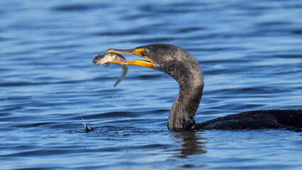 Double-crested Cormorant with  a freshly caught fish