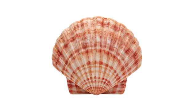 Striking sea scallop shell with a natural blend of peach and white, radiating beauty of the sea. Isolated on transparent background, png