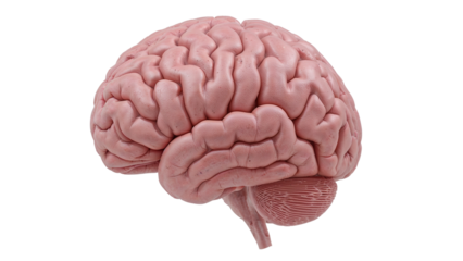 Detailed anatomical view showcases the human brain's intricate structure Isolated on transparent background, png