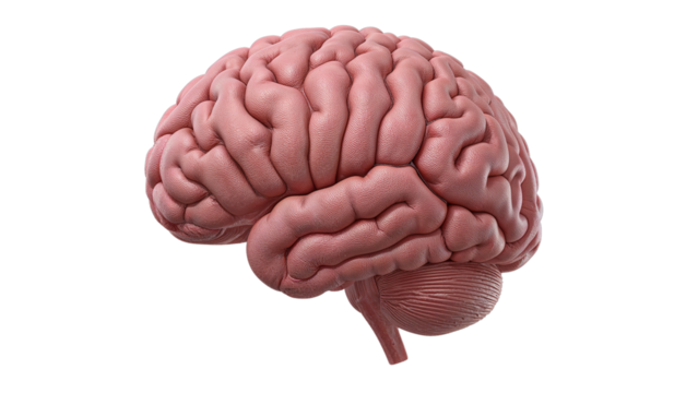 anatomical model: human brain with cerebrum, cerebellum, and brainstem, Isolated on transparent background, png