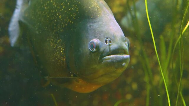 Close up of piranha fish head resting betweeen water plants underwater