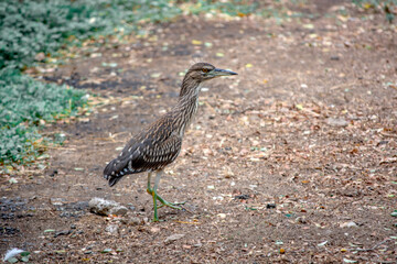 Black Crowned Night Heron | Bird