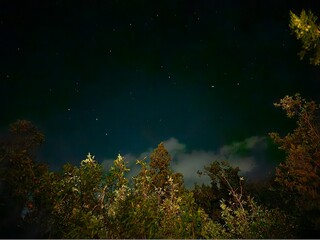 Naklejka premium night the starry sky the rock and the trees