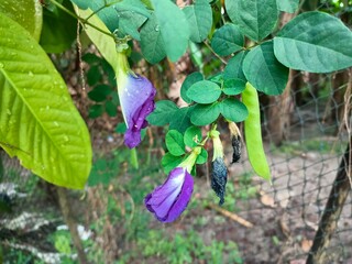 Butterfly Pea (Clitoria ternatea) or Butterfly Pea is a flower known for its striking bright blue or purple color, often with a yellow or white center, and has a shape like an upside-down butterfly.