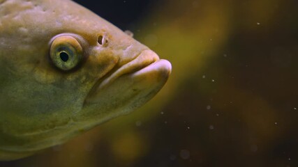 Close up of a barbel head swimming around underwater