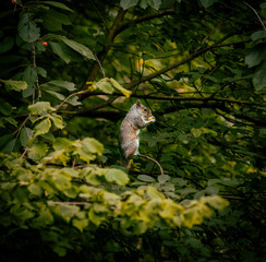 Grey Squirrel in trees