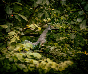 Squirrel in tree
