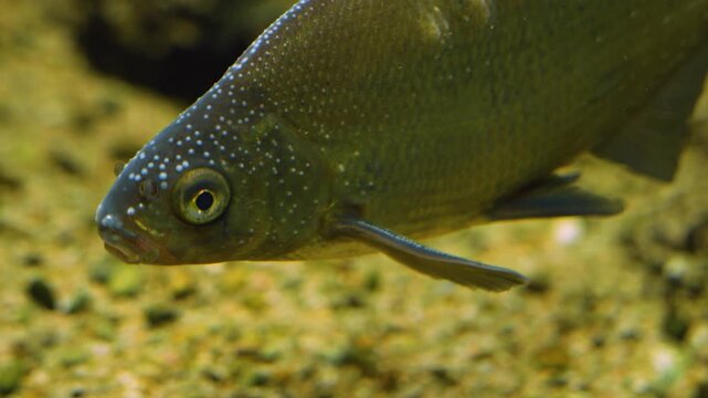 Close up of a barbel head swimming around underwater