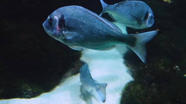 Close up of a school of blue yellow snapper fish swimming underwater beside reef