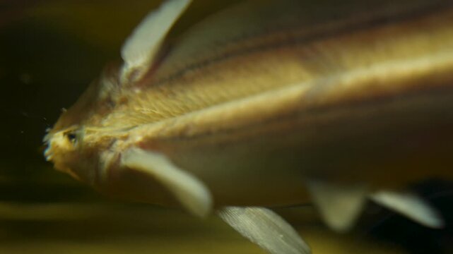Close up view of a four eyed fish swimming on athe surface and opening his mouth with view from underwater