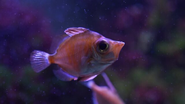 Close up of an orange big eyed boar fish floating slowly underwater beside a reef