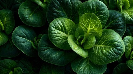 Fototapeta premium Fresh green valerianella locusta leaves create a visually appealing backdrop with intricate vein patterns.