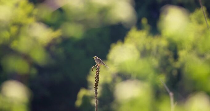 Corn Bunting songbird  (Miliaria calandra bird) in natural habitat