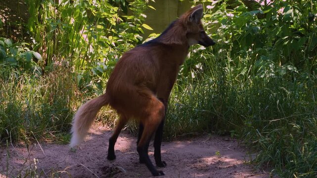 Close up of a south amearican mane wolf taking a poop on  a meadow on a sunny summer day