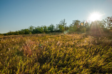 A golden summer field of tall, swaying grasses and wildflowers with a line of trees under a bright...