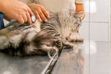 Veterinarians examining kitten with stethoscope in veterinary clinic