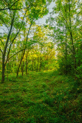 Obraz premium A bright green forest path in the afternoon, with fresh foliage and tall grass creating a peaceful, natural scene.