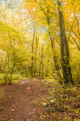 Obraz premium A clear trail winds through a bright, yellow autumn forest with sunlight filtering through the canopy, creating a golden scene.