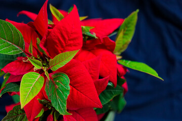 Poinsettia Plant.Christmas star wallpaper with copy space.Red poinsettia a on blue background.