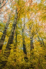 Fototapeta premium Looking up at a canopy of golden-yellow leaves and white-barked birch trees, capturing the essence of a tranquil autumn day.