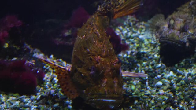 Close up of stonefish or  also bearded ghoul moving around the sea ground beside a coral reef