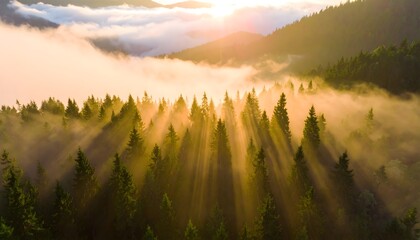 Mystical fog blankets a pine forest.