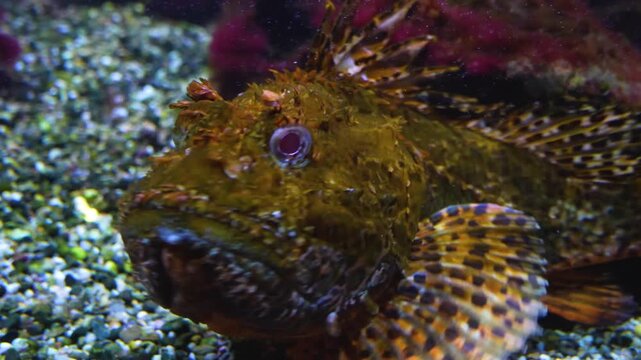 Close up of stonefish or  also bearded ghoul moving around the sea ground beside a coral reef