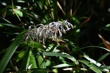 White lilyturf (Ophiopogon jaburan) flowers. A perennial Asparagaceae plant endemic to Japan. It grows in the shade and its white flowers bloom downward from July to September.